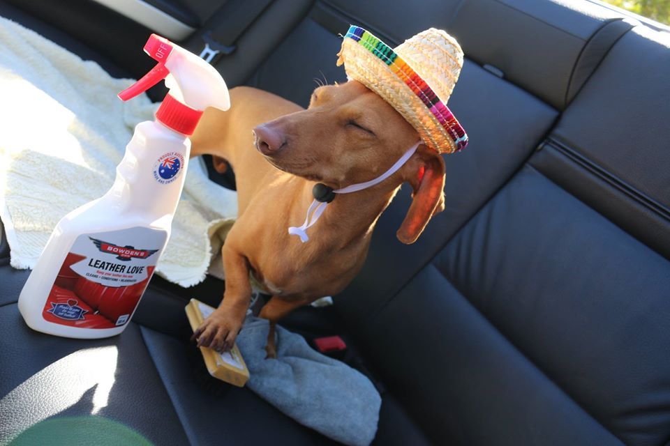 A dog wearing a sombrero is sitting in the back seat of a car
