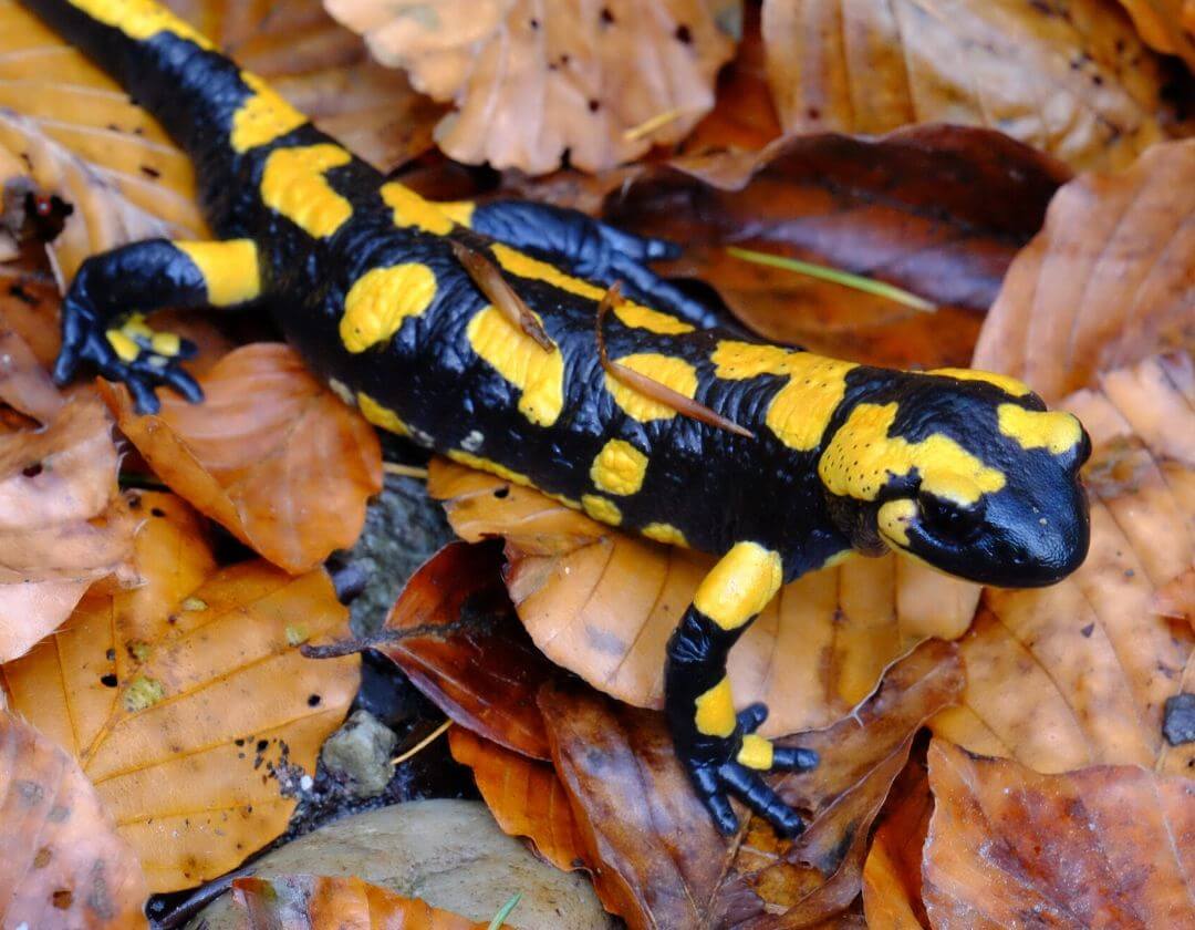 fire salamander with yellow and black spots standing on leaf litter
