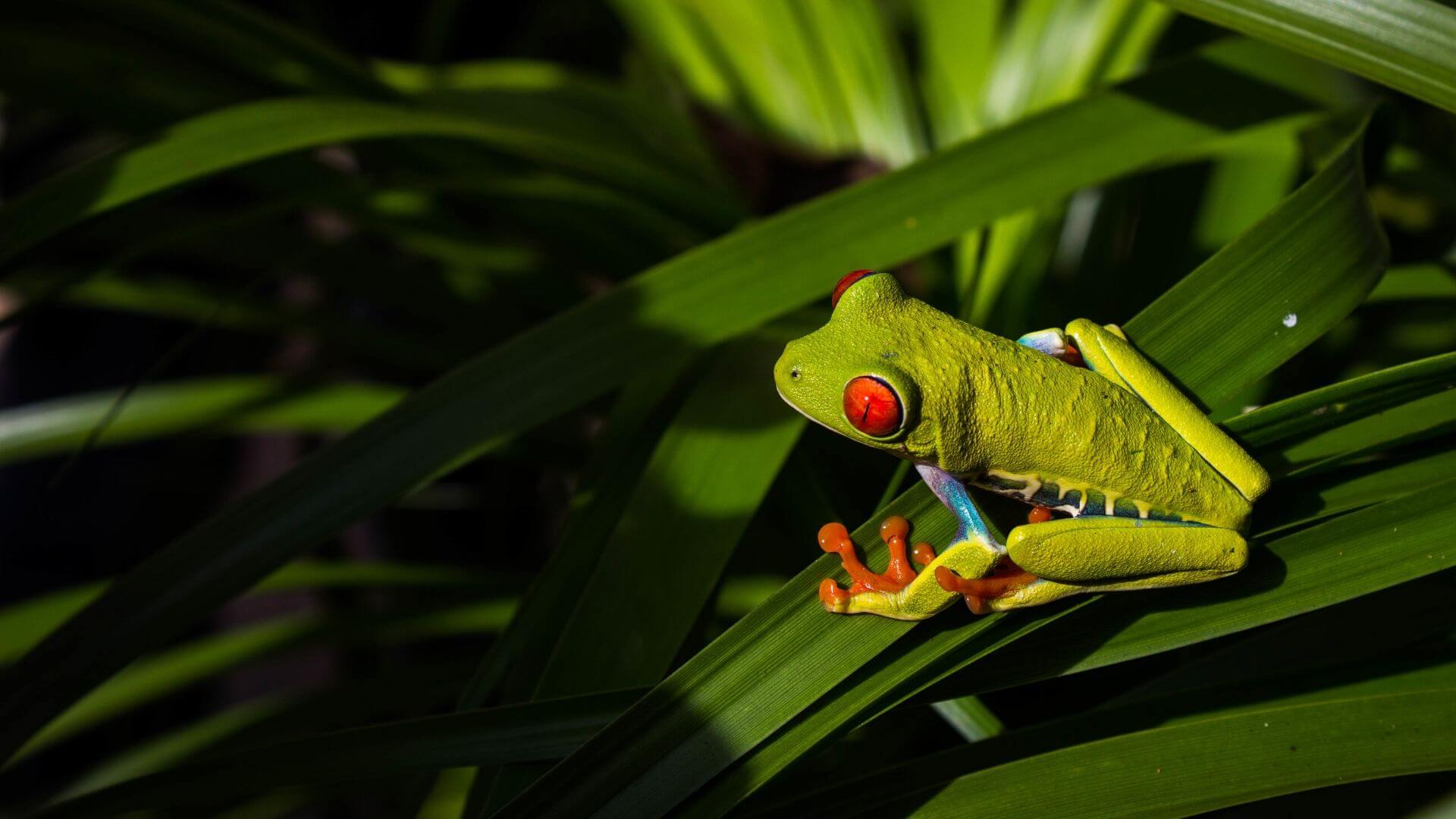 red eyed tree frog perching on a tropical