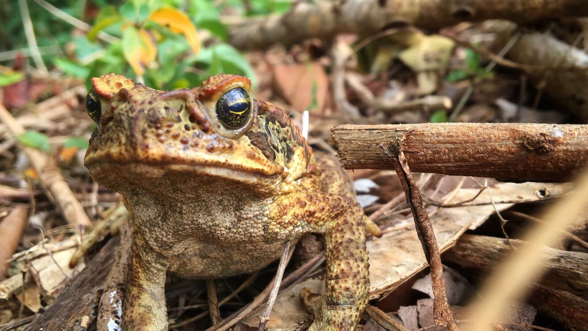 brown toad staring at the camera