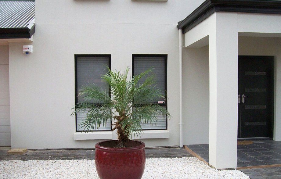 pot with plant