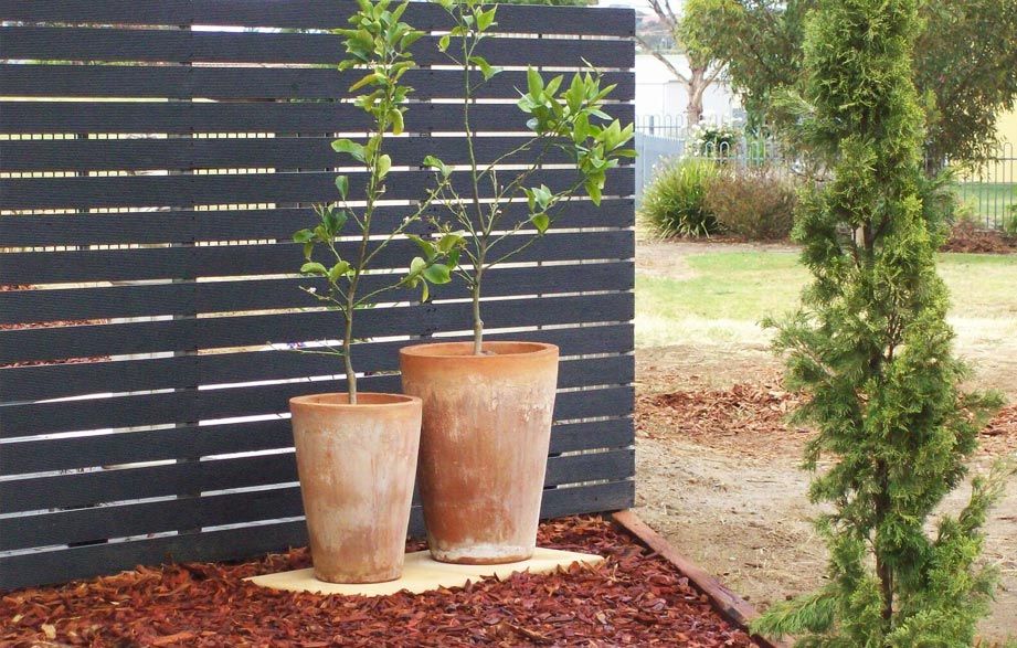 pots with plants