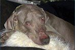 Dog — Anchorage, AK — A Affordable Cleaning By Diane's Service