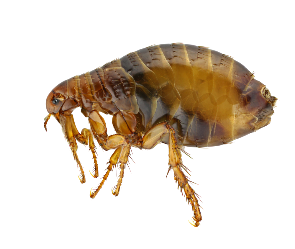 a close up of a flea on a white background .
