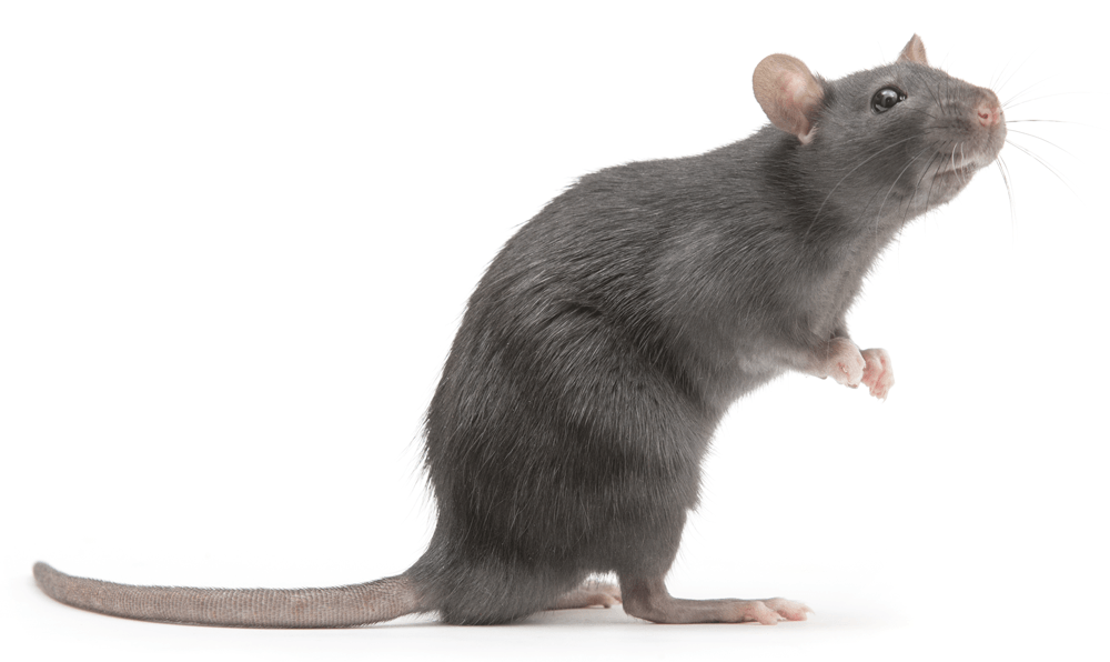 rat