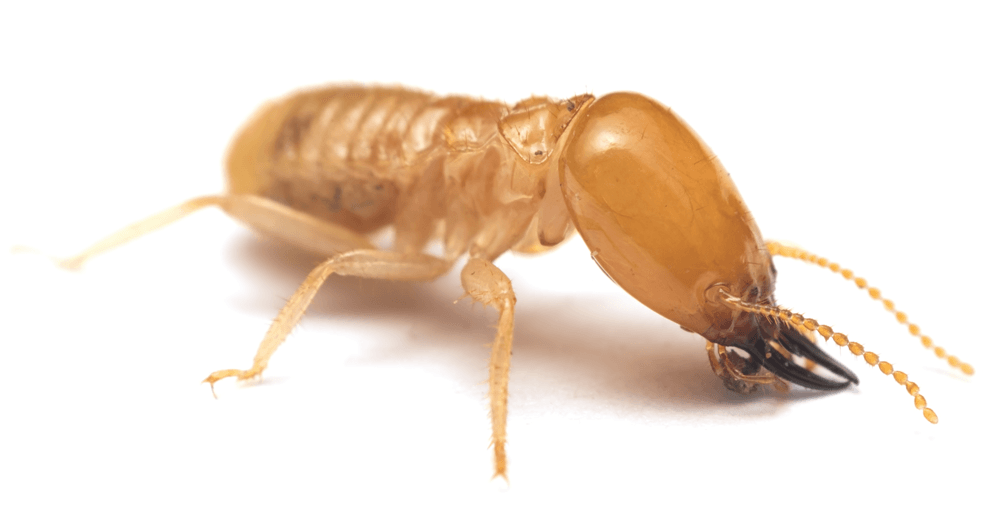 a close up of a termite on a white background .