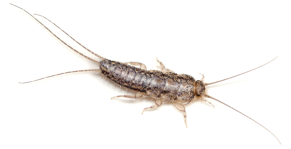 Silverfish