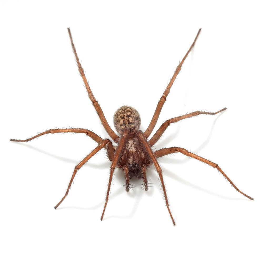 spider