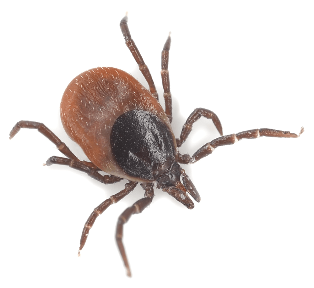 a close up of a tick on a white background