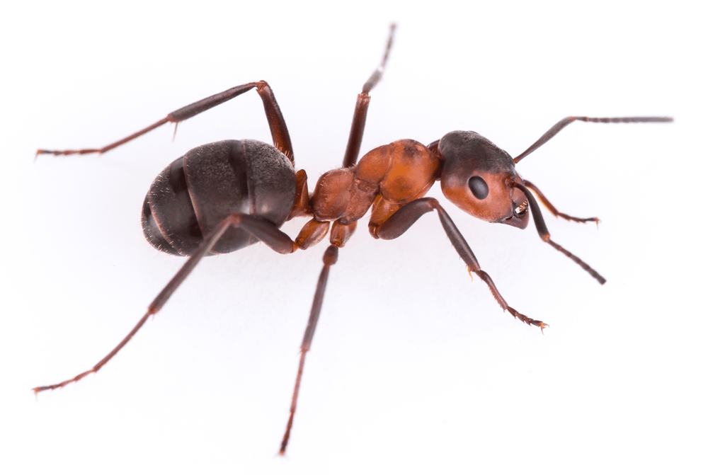 a close up of an ant on a white background .