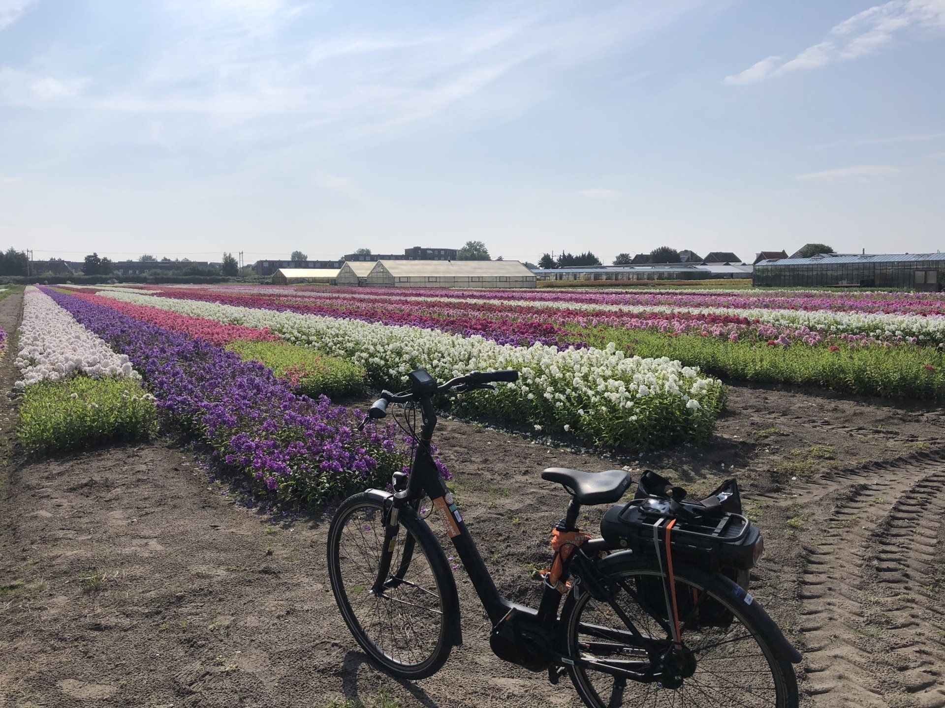 Fietsroute Bollenstreek