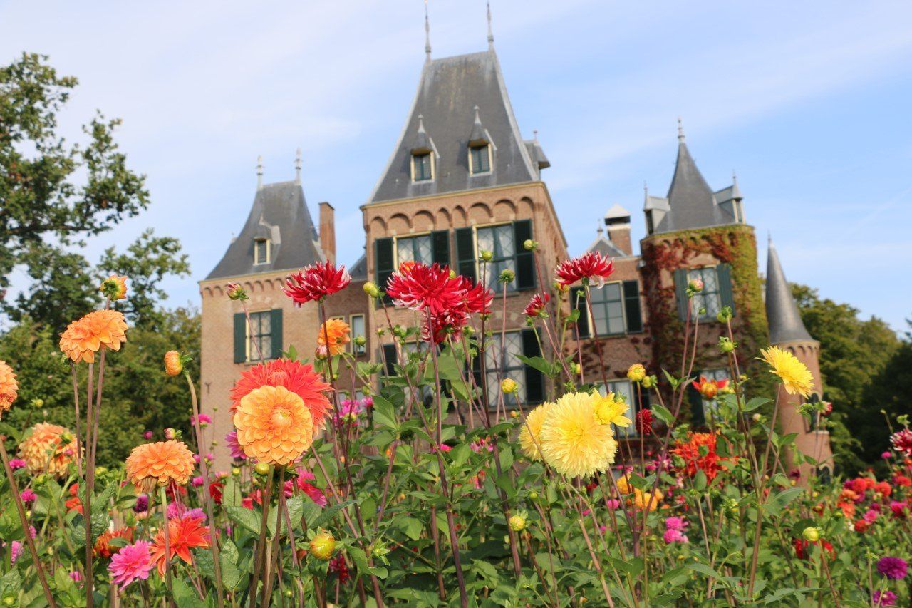 Bollenstreek Tigridia Tijgerbloem