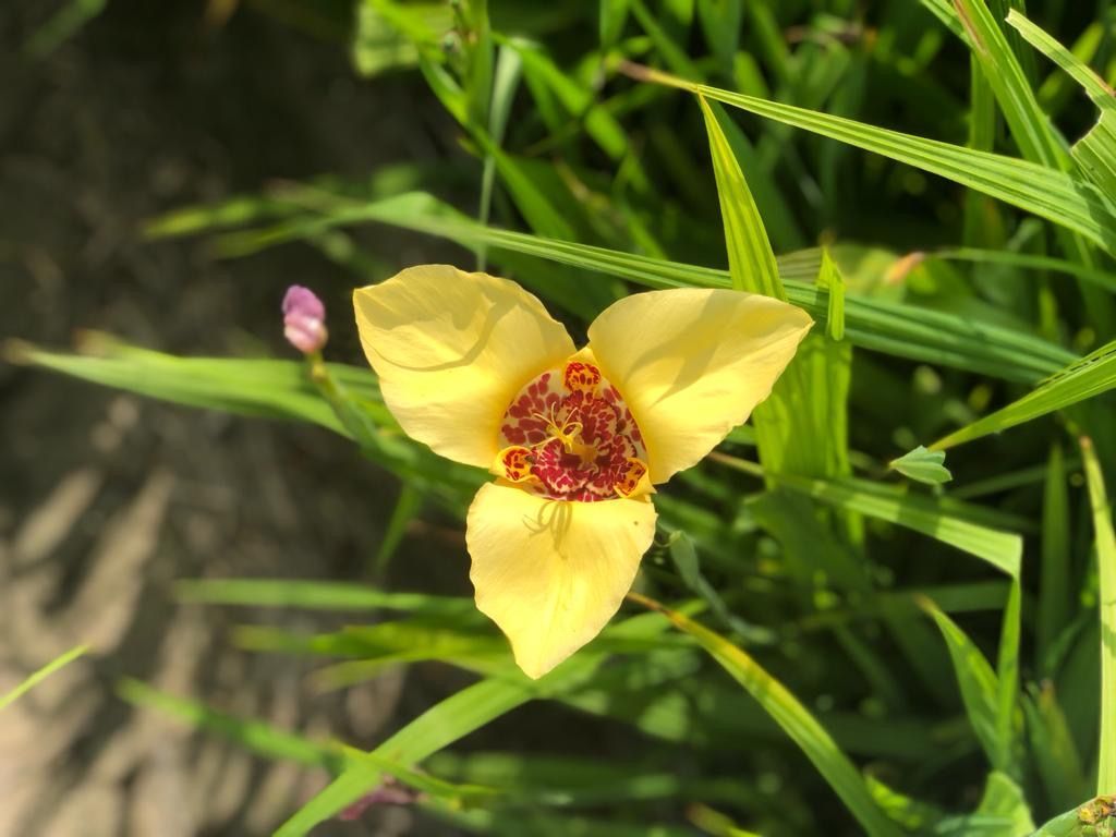Tigridia Tijgerbloem Bollenstreek Tigridia Tijgerbloem