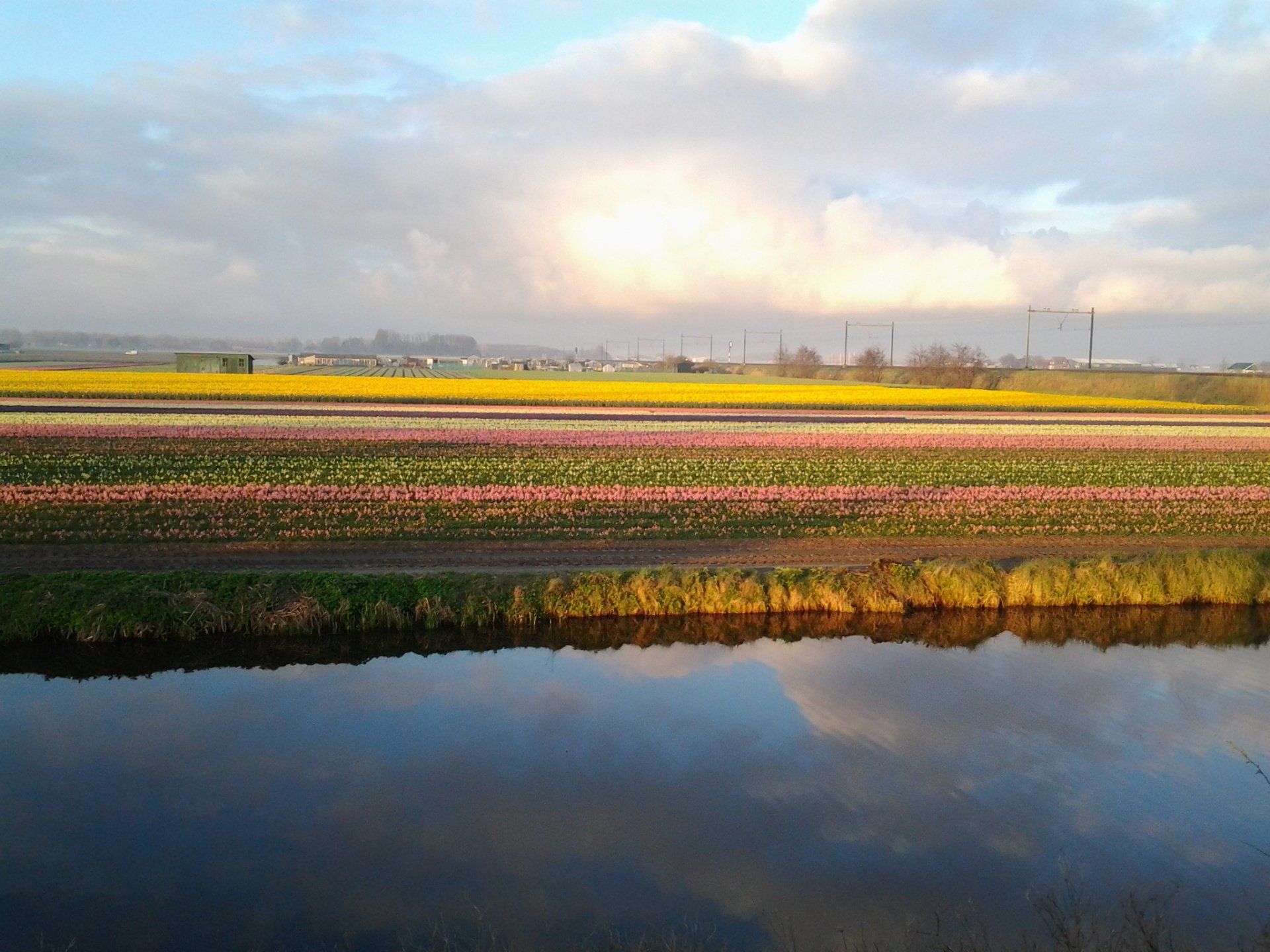 Kweker in de Bollenstreek Kweker in de bollenstreek