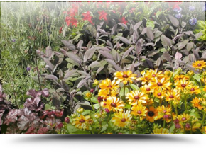 Gardener - Bexhill-on-Sea - Fields Gardening Services - Garden Flowers Garden Flowers