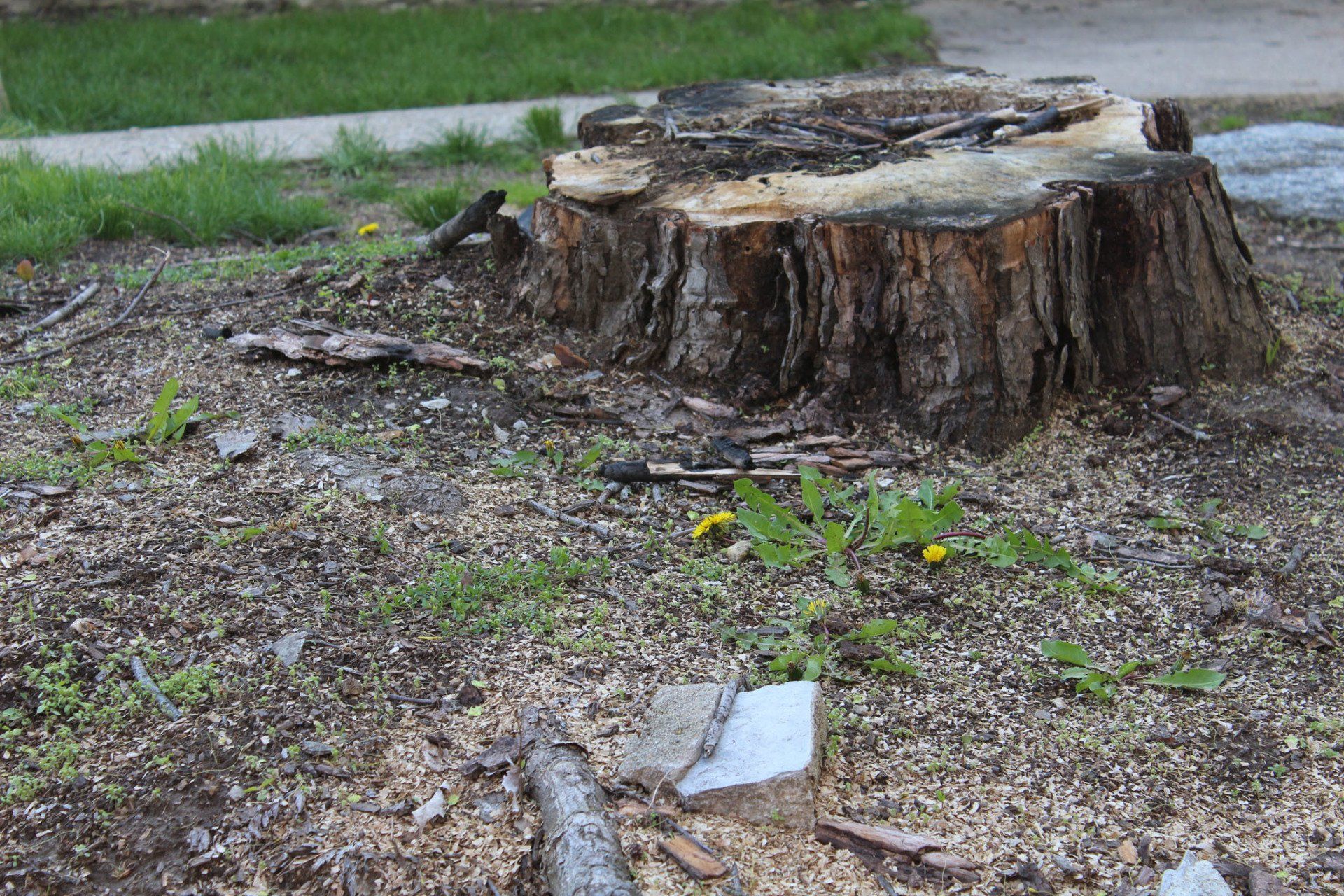 Removal — Removing the Tree's in Brownsburg, IN