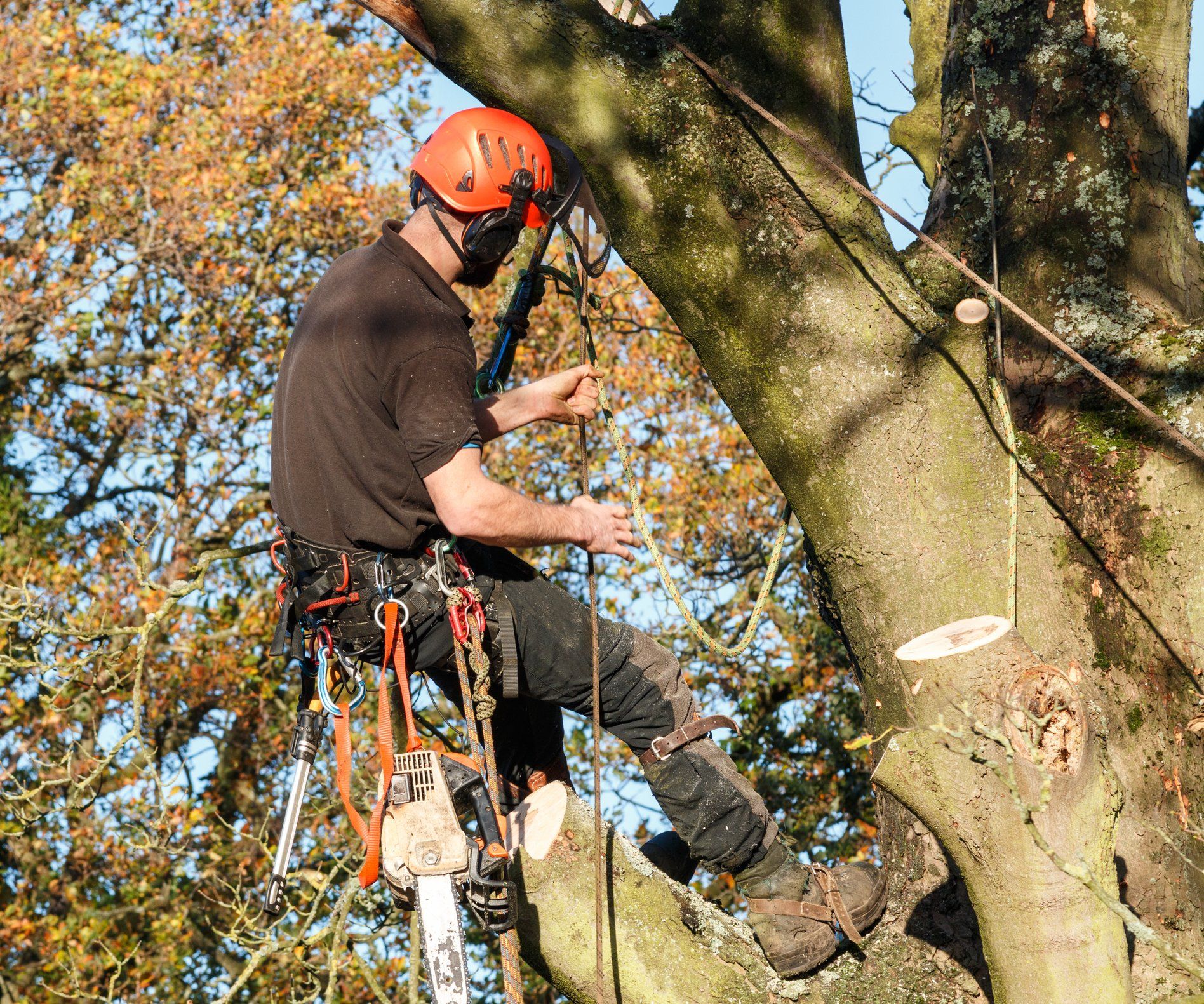 Trees — Trees R Us Care in Brownsburg, IN