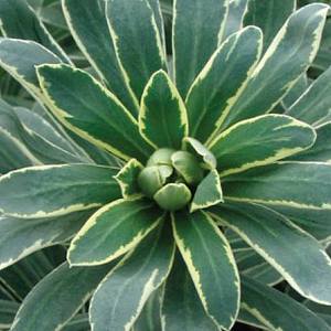 Landscaping Ideas — Plant in Camp Verde, AZ