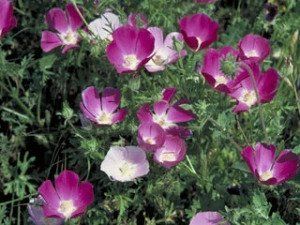 Yard Landscaping — Pink Flowers in Camp Verde, AZ
