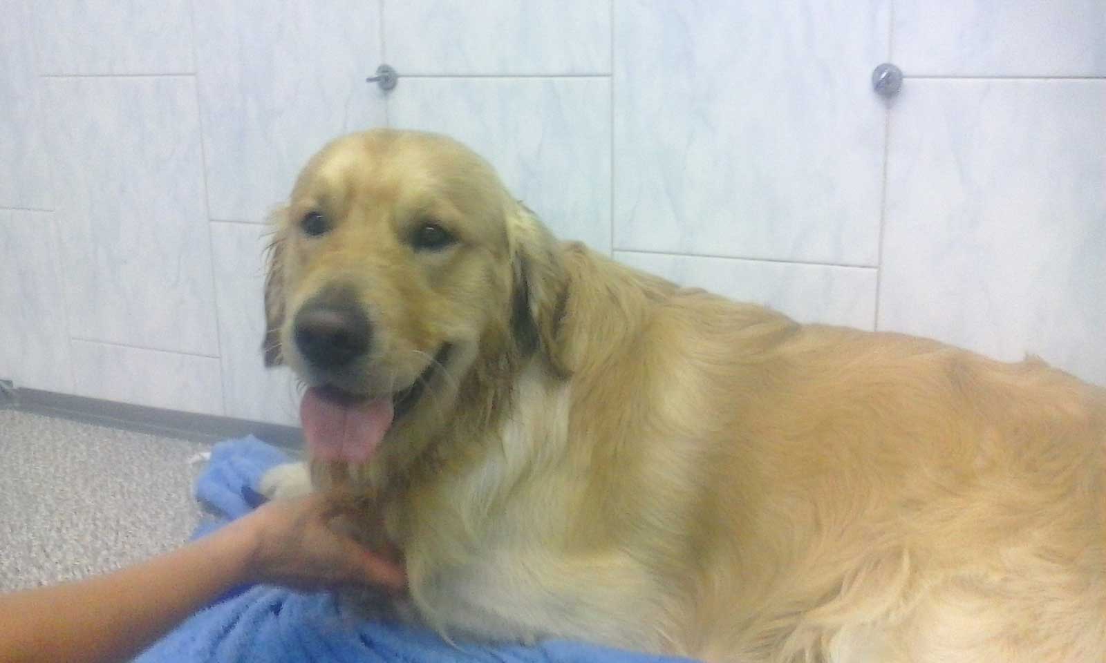 un labrador