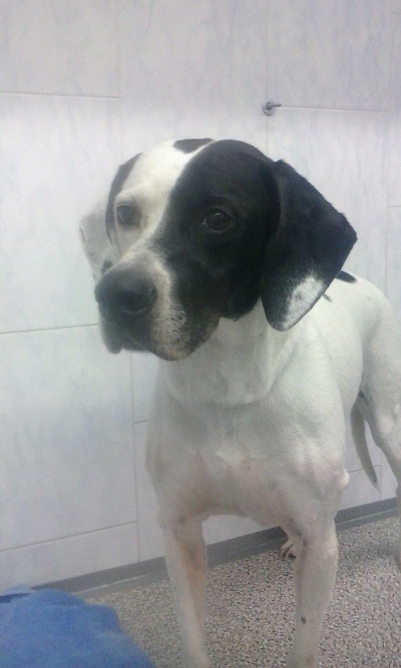 cane con muso metà nero metà bianco