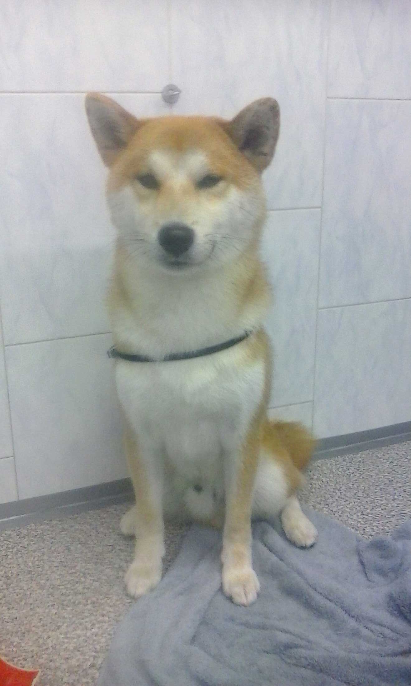 akita hinu seduto in attesa di ordini
