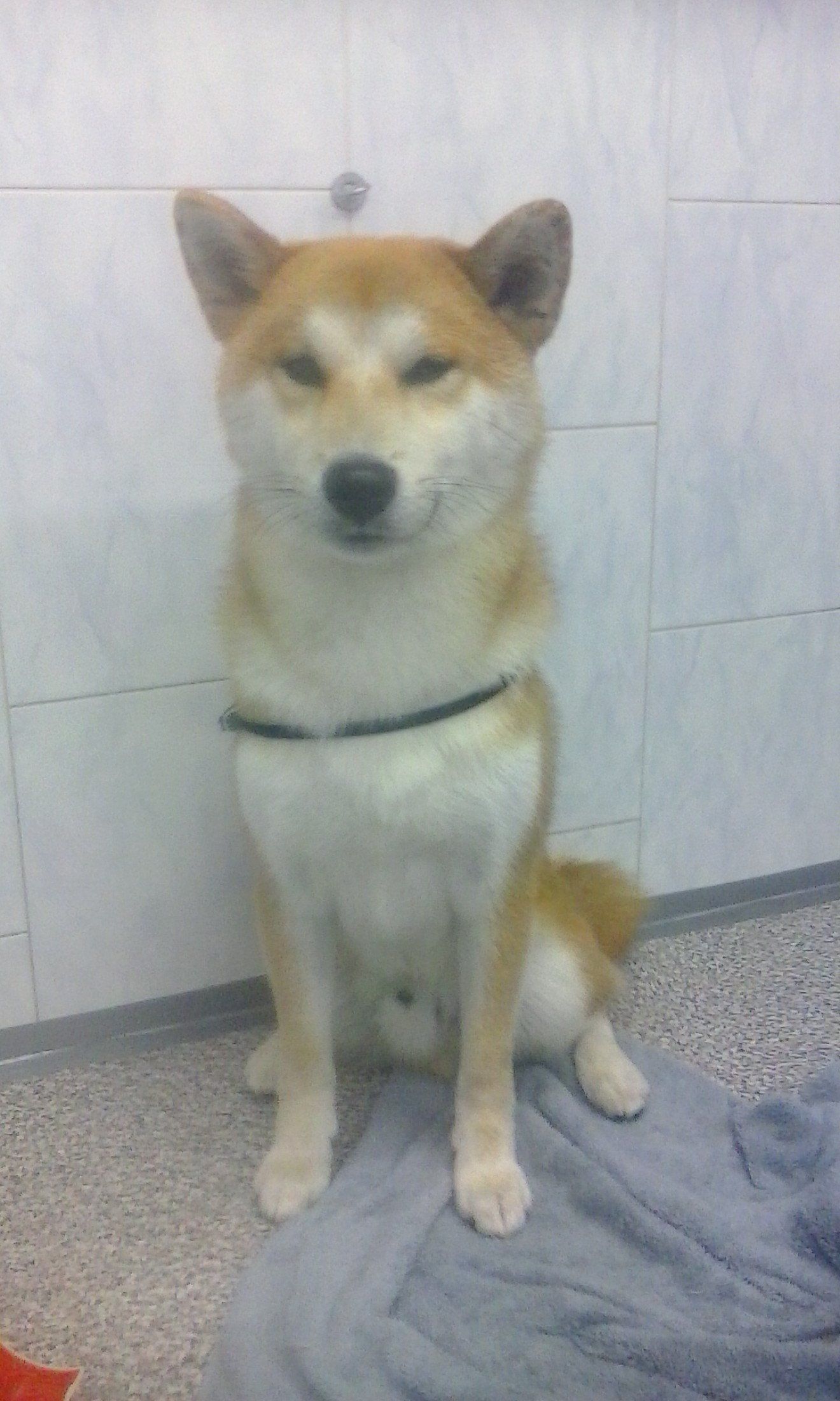 servizio toelettatura cani
