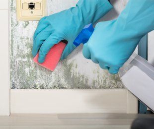 Mold Remediation — Mold Removal in Colorado Springs, CO Mold Remediation — Mold Removal in Colorado Springs, CO