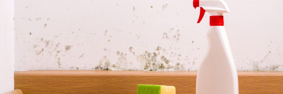 Mold Remediation - Mold Removal Tools in Colorado Springs, CO Mold Remediation - Mold Removal Tools in Colorado Springs, CO