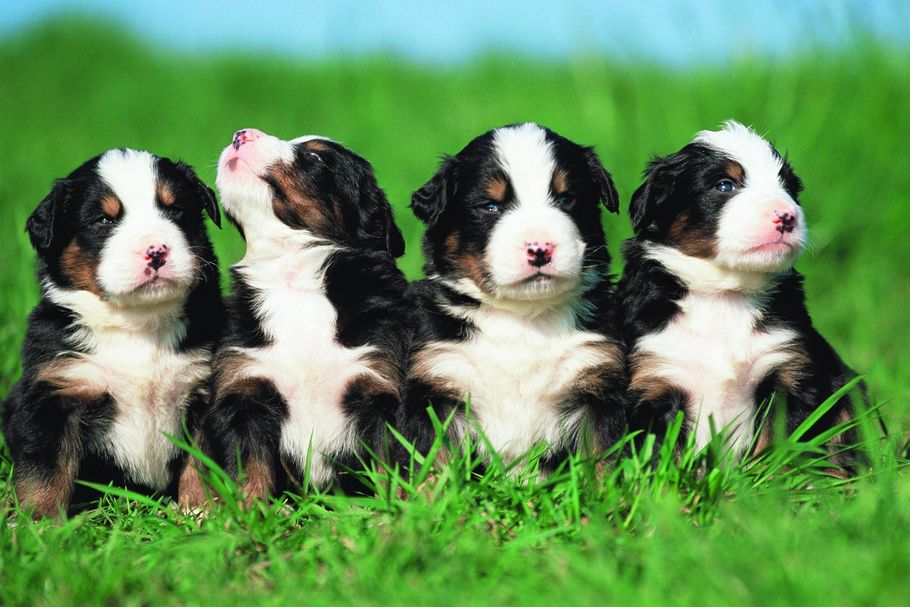 Dog grooming in Maidenhead