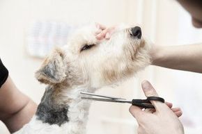 Fur trimming