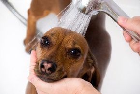 Dog washing