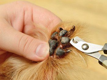 Nail clipping