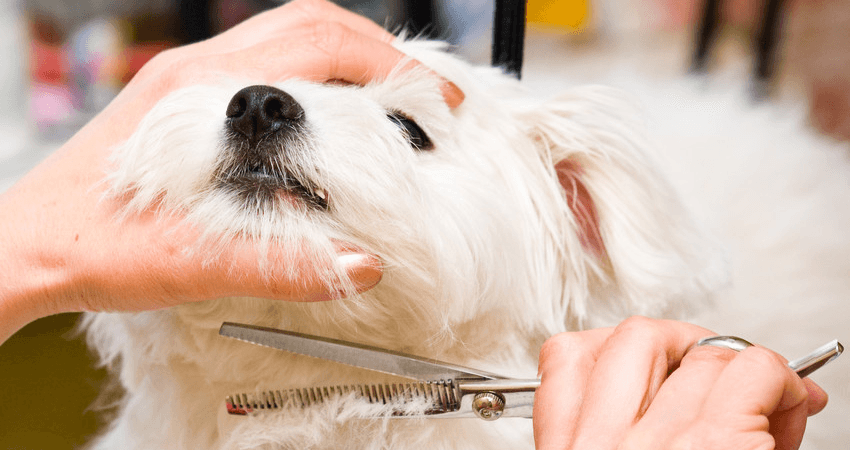 Local dog groomer in Maidenhead