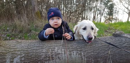 Golden Retriever lieben Kinder und umgekehrt