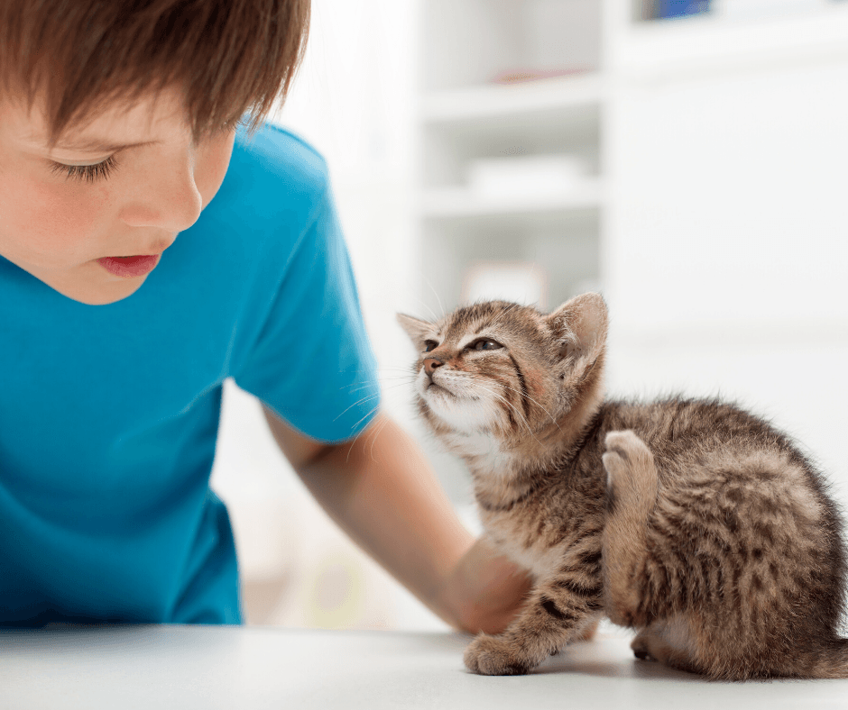 Child in blue shirt gently touching a small gray tabby kitten indoors.