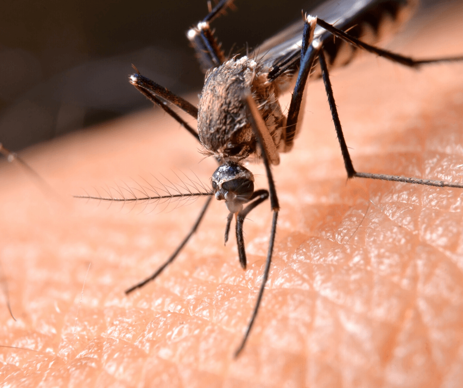 Mosquito feeding on human skin, close-up with its needle-like proboscis visible