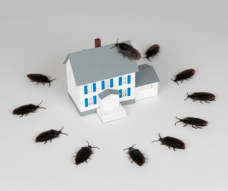 Small white house model surrounded by black cockroaches on a plain background