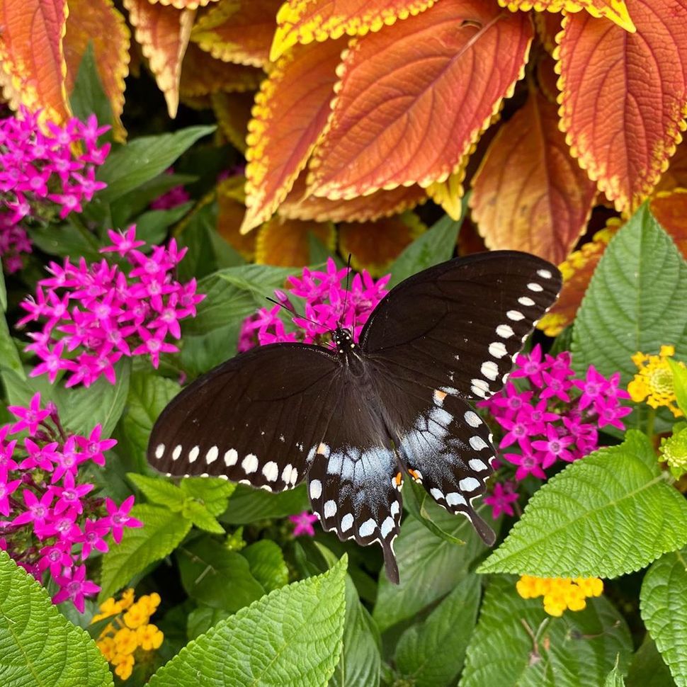 butterfly on flowers