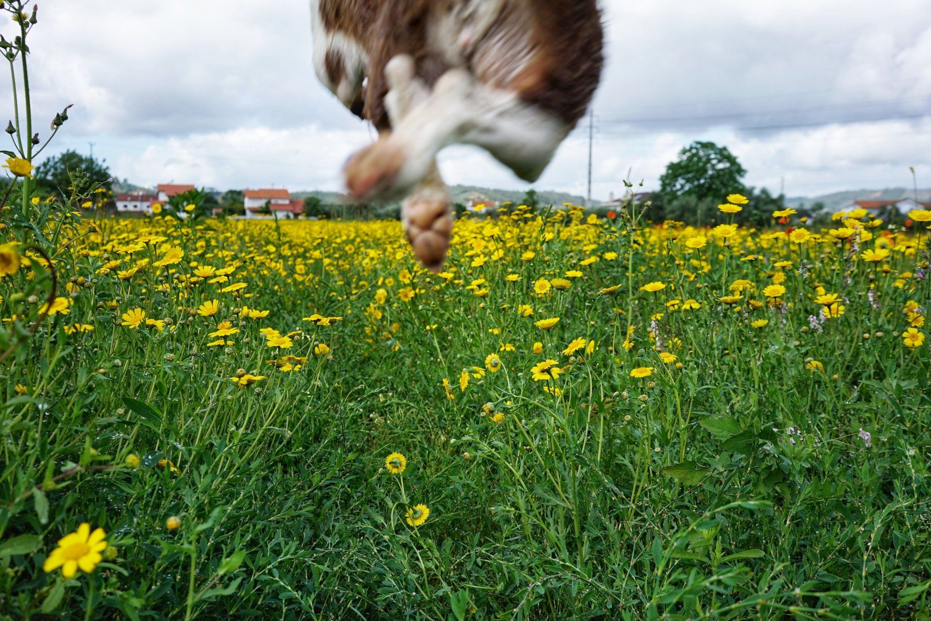 Leap of Joy