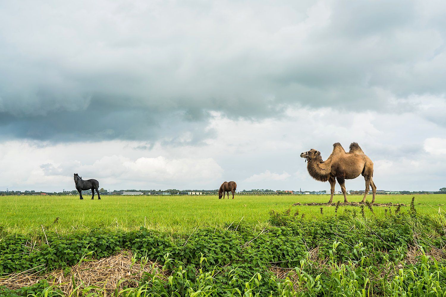 Camel Drop