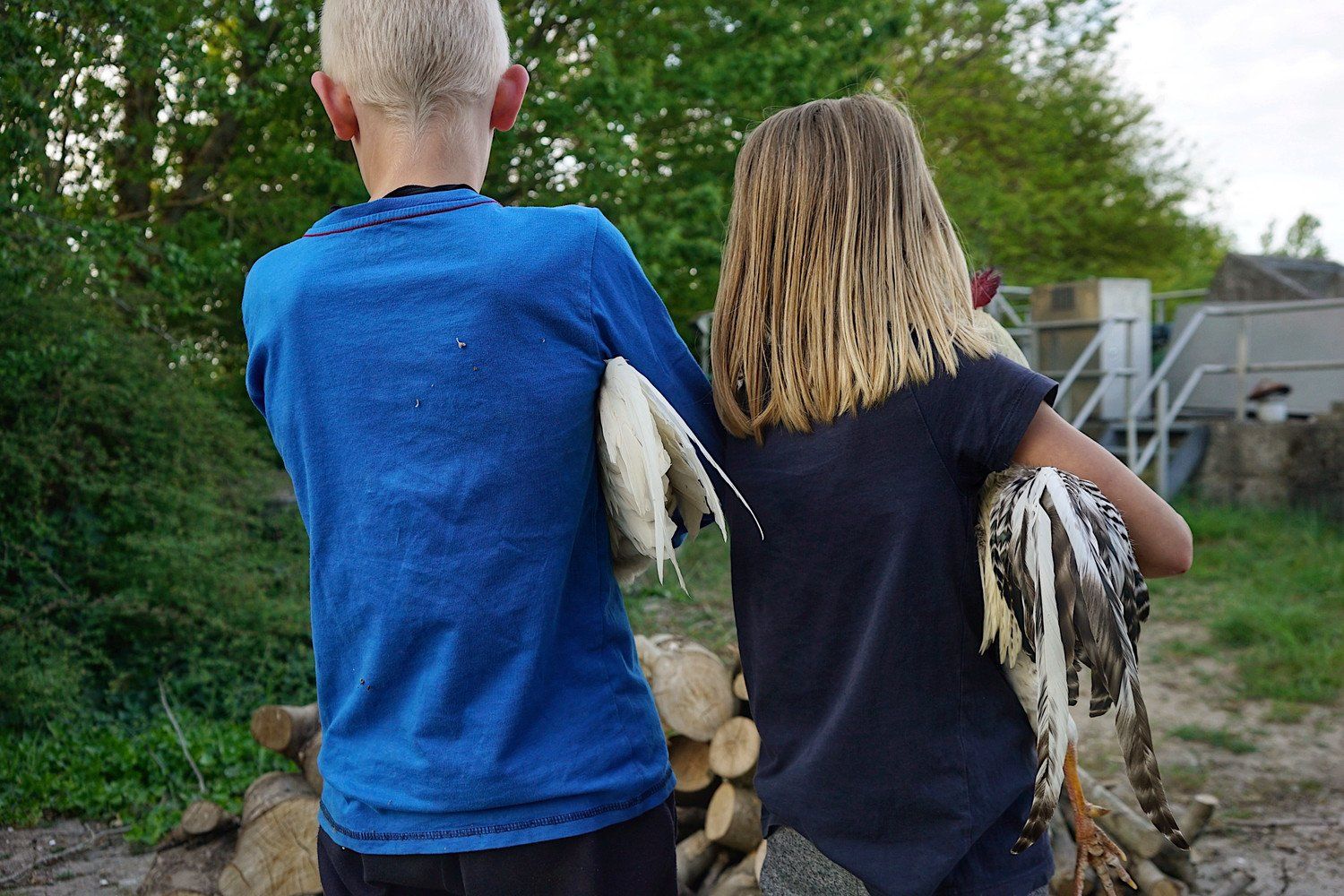 Rooster Tales