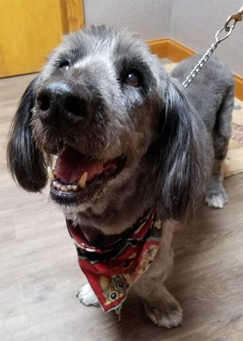 Dog with Red Scarf — Veterinary Services in Central Valley, NY