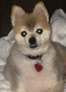 Furry Dog — Veterinary Services in Central Valley, NY Furry Dog — Veterinary Services in Central Valley, NY
