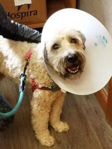 Dog With Head Support — Veterinary Services in Central Valley, NY Dog With Head Support — Veterinary Services in Central Valley, NY