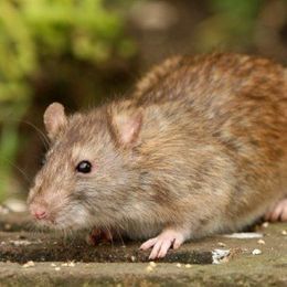 Vermin control