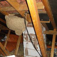 wasp nest in loft wasp nest removal Droitwich