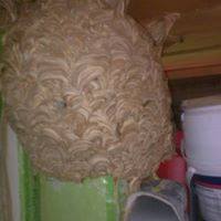 Wasp nest in shed wasp nest