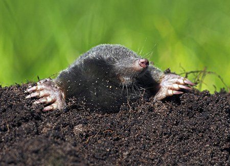 Moles
