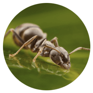 Ant control